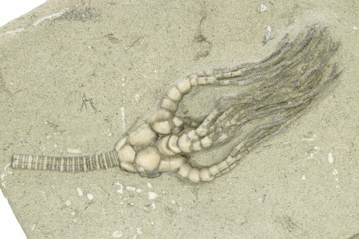 Fossil Crinoid (Cyathocrinites) - Crawfordsville, Indiana #263080